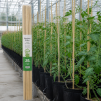 Bamboo Stake 7 FT. (20PCS/BDL) - 3