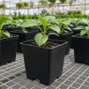 SQUARE POT 3.5 INCH - 3