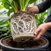 Plant Success Great White Mycorrhizae, 1 oz - 2
