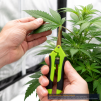 GROWERBASICS STRAIGHT PRUNER - 2