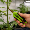GROWERBASICS STRAIGHT PRUNER - 3
