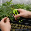GROWERBASICS STRAIGHT PRUNER - 4