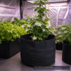 GROWERBASICS FABRIC BLACK POT 5 GALLON - 3