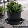 GROWERBASICS 14'' PVC POT SAUCER - 3