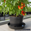 GROWERBASICS 14'' PVC POT SAUCER - 2