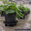 GRO PRO NX LEVEL POT ELEVATOR - 13 IN - 2