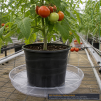 SAUCER 10" CLEAR PLASTIC (EA) - 2