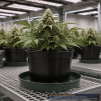 GrowerBasics Thick Plastic Plant Saucer 12 Inch - 2
