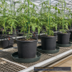 GrowerBasics Thick Plastic Plant Saucer 12 Inch - 3