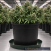 Gro Pro Thick Plastic Plant Saucer 20 Inch - 3