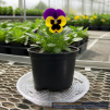 Clear Plastic Plant Saucer 6 Inch - 2