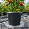 Clear Plastic Plant Saucer 25 Inch - 2