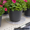 Clear Plastic Plant Saucer 17 Inch - 3