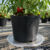 Clear Plastic Plant Saucer 14 Inch - 2