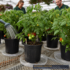 Clear Plastic Plant Saucer 12 Inch - 2
