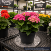 Clear Plastic Plant Saucer 10 Inch - 2