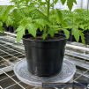 Clear Plastic Plant Saucer 10 Inch - 3