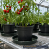 GrowerBasics Thick Plastic Plant Saucer 17 Inch - 2