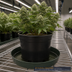 GrowerBasics Thick Plastic Plant Saucer 14 Inch - 2