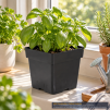 Square Pot 5.5 Inches - 2