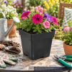 Square Pot 5.5 Inches - 3