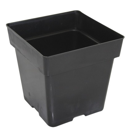 Square Pot 5.5 Inches