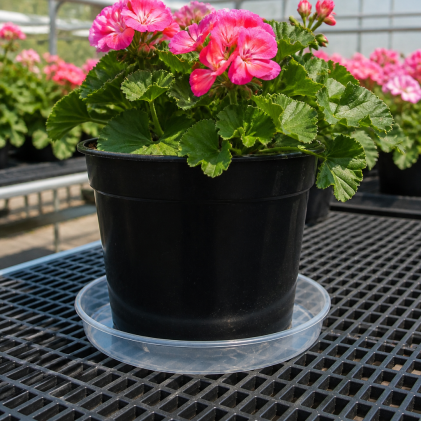 Clear 12-inch round plastic plant saucer with raised rim and radial ribs