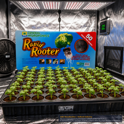 GH Rapid Rooter 50 Cell Plug Tray for hydroponic plant growth.